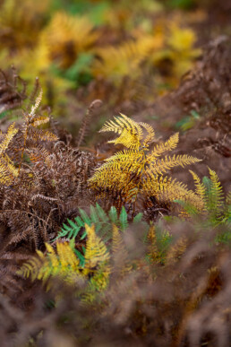 Gele en bruin verkleurde adelaarsvaren (Pteridium aquilinum) tijdens herfst in het bos van het Noordhollands Duinreservaat bij Heemskerk