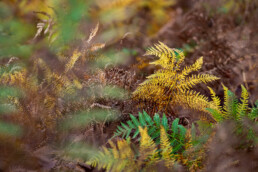 Gele en bruin verkleurde adelaarsvaren (Pteridium aquilinum) tijdens herfst in het bos van het Noordhollands Duinreservaat bij Heemskerk