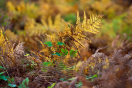 Gele en bruin verkleurde adelaarsvaren (Pteridium aquilinum) tijdens herfst in het bos van het Noordhollands Duinreservaat bij Heemskerk