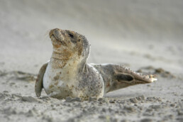 Pup van gewone zeehond (Phoca vitulina) rustend na een storm op het strand van Wijk aan Zee