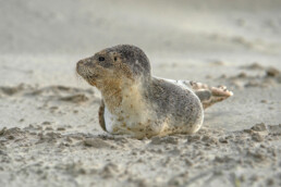 Pup van gewone zeehond (Phoca vitulina) rustend na een storm op het strand van Wijk aan Zee