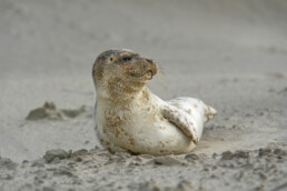 Pup van gewone zeehond (Phoca vitulina) rustend na een storm op het strand van Wijk aan Zee