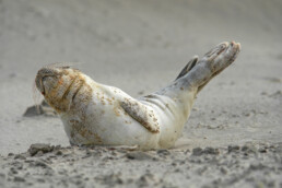 Pup van gewone zeehond (Phoca vitulina) rustend na een storm op het strand van Wijk aan Zee