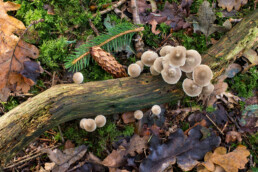 Paddenstoelen op gevallen, dode tak op de grond in het bos van het Noordhollands Duinreservaat bij Heemskerk