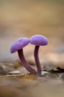 Amethistzwam (Laccaria amethystina) tussen gevallen herfstbladeren in het bos van het Noordhollands Duinreservaat bij Heemskerk;