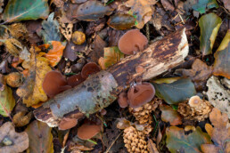 Echt judasoor (Auricularia auricula-judae) op afgebroken tak tussen herfstbladeren in het bos van het Noordhollands Duinreservaat bij Heemskerk