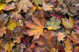 Gevallen, verkleurd herfstblad van Noordse esdoorn (Acer platanoides) tijdens herfst in het duinbos van het Noordhollands Duinreservaat bij Heemskerk.