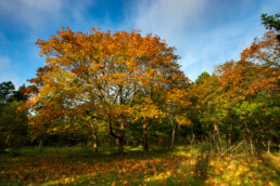 Noordse esdoorn (Acer platanoides) met verkleurd blad tijdens herfst in het duinbos van het Noordhollands Duinreservaat bij Heemskerk