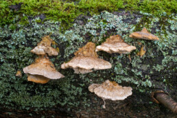 Bleke borstelkurkzwam (Coriolopsis trogii) op de stam van een dode, gevallen boom in het bos van de Amsterdamse Waterleidingduinen bij Vogelenzang