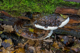 Platte tonderzwam (Ganoderma applanatum) op een dode boom in het bos van de Amsterdamse Waterleidingduinen bij Vogelenzang.