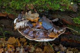 Platte tonderzwam (Ganoderma applanatum) op een dode boom in het bos van de Amsterdamse Waterleidingduinen bij Vogelenzang.