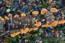 Gewoon elfenbankje (Trametes versicolor) op een dode tak in het bos van de Amsterdamse Waterleidingduinen bij Vogelenzang.