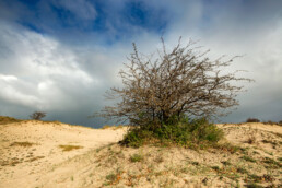 Wolken van naderende regenbui boven een meidoorn en het kale zand van stuifduinen in Meijendel bij Wassenaar.