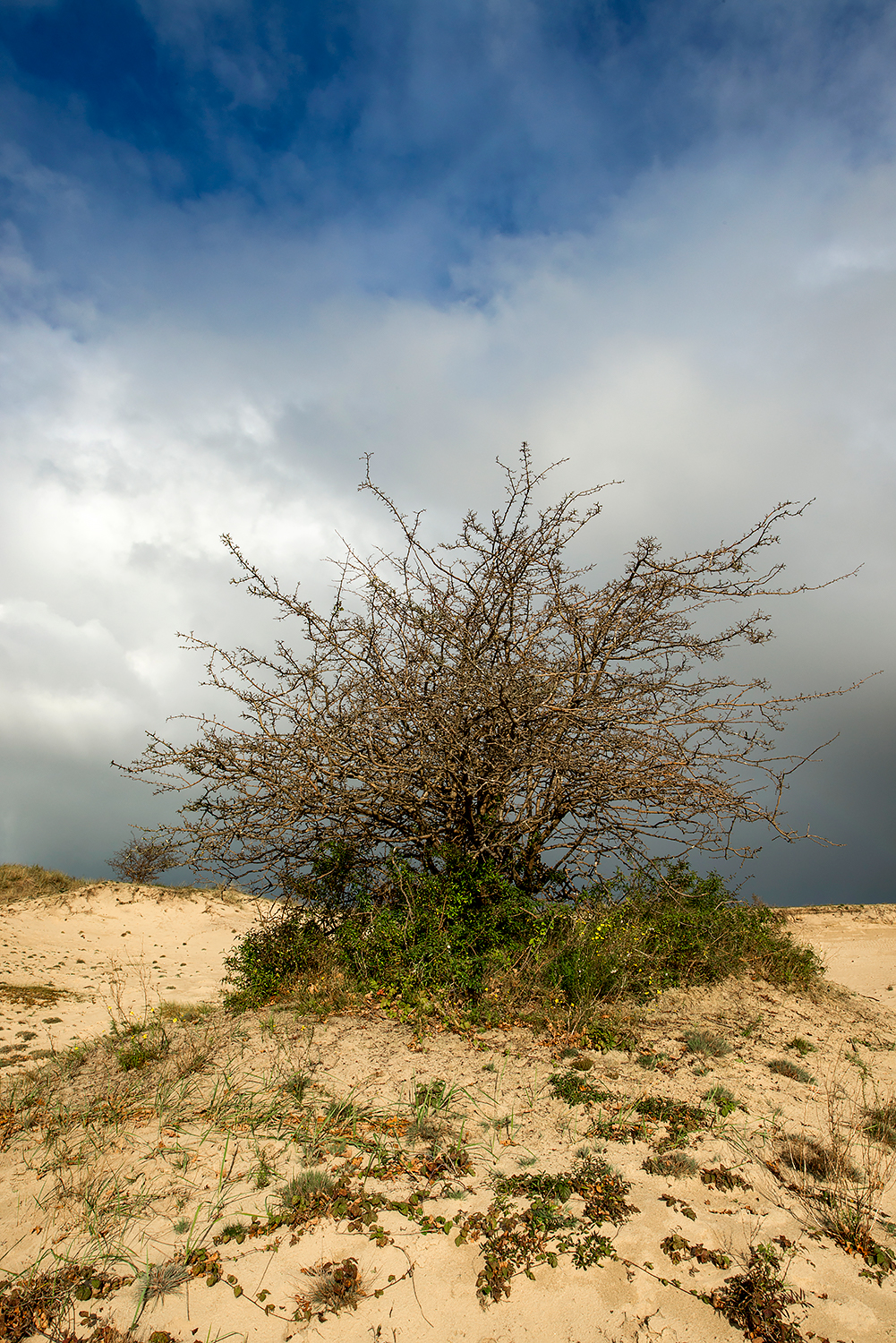 Wolken van naderende regenbui boven een meidoorn en het kale zand van stuifduinen in Meijendel bij Wassenaar.