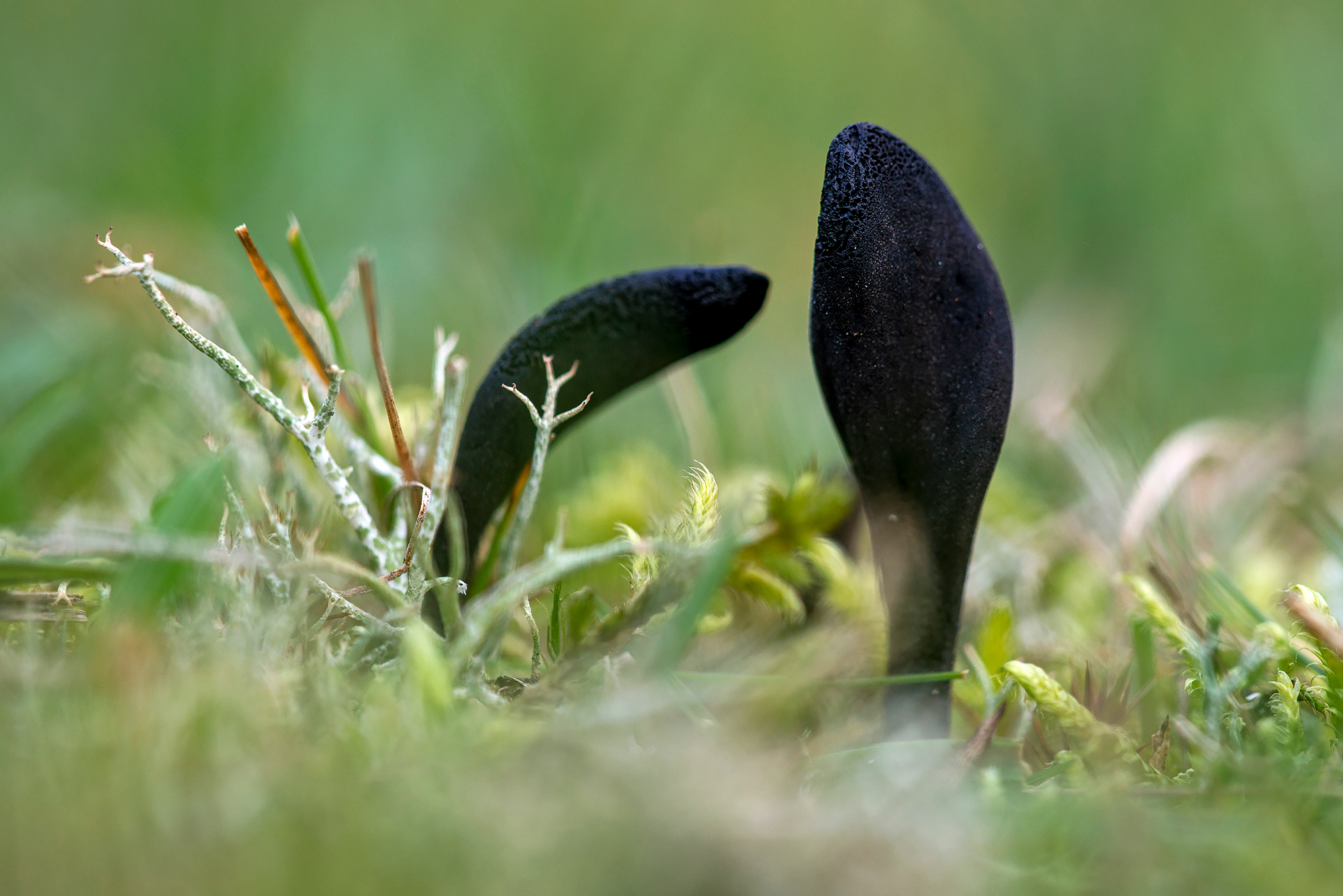 Brede aardtong (Geoglossum cookeianum) tussen gras en mos in duingrasland van het Nationaal Park Zuid-Kennemerland bij Santpoort-Zuid