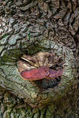 Biefstukzwam (Fistulina hepatica) op een knoest van een oude zomereik in het duin-eikenbos van Nationaal Park Zuid-Kennemerland bij Santpoort-Zuid.