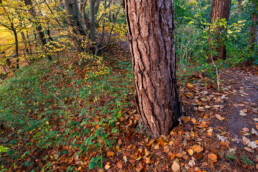 Warm licht van zonsopkomst schijnt op de gele herfstbladeren van bomen bovenop een duintop van het Noordhollands Duinreservaat bij Bergen.