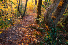 Warm licht van zonsopkomst schijnt op de gele herfstbladeren van bomen bovenop een duintop van het Noordhollands Duinreservaat bij Bergen.