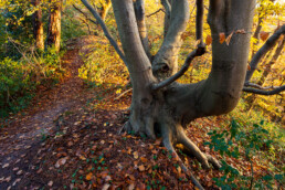 Warm licht van zonsopkomst schijnt op de gele herfstbladeren van bomen bovenop een duintop van het Noordhollands Duinreservaat bij Bergen.