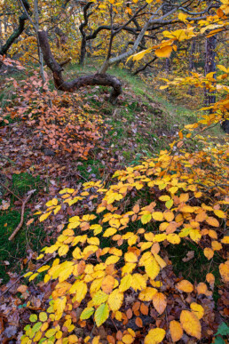 Gele herfstbladeren van beuk in het bos bovenop een duintop van het Noordhollands Duinreservaat bij Bergen.