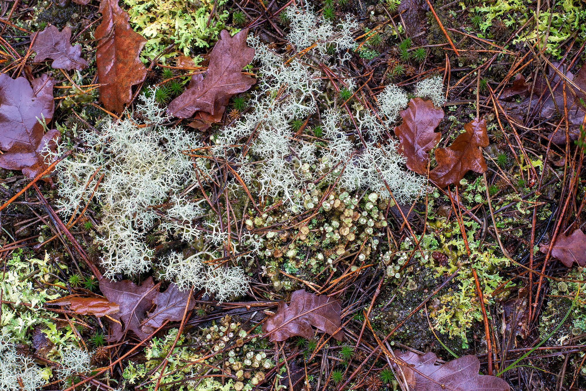 Verzameling van mossen en korstmossen op een duinhelling in het bos van het Noordhollands Duinreservaat bij Bergen.