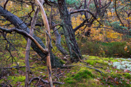 Verwrongen boomstammen en takken op met mossen bedekte grond in het oude naaldbos van de Schoorlse Duinen.