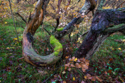 Met mossen bedekte verwrongen boomstammen en takken in het oude naaldbos van de Schoorlse Duinen.