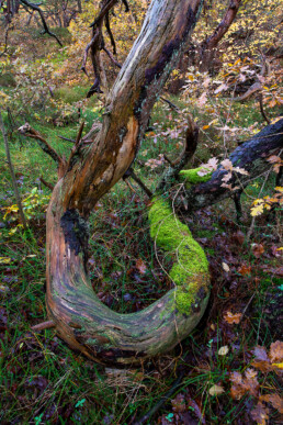 Met mossen bedekte verwrongen boomstammen en takken in het oude naaldbos van de Schoorlse Duinen.