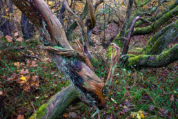 Met mossen bedekte verwrongen boomstammen en takken in het oude naaldbos van de Schoorlse Duinen.