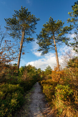 Wandelpad door het naaldbos tijdens herfst in de Schoorlse Duinen bij Bergen aan Zee