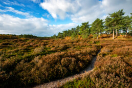 Zanderig struinpaadje door een heideveld omgeven door naaldbos tijdens herfst in de Schoorlse Duinen bij Bergen aan Zee.