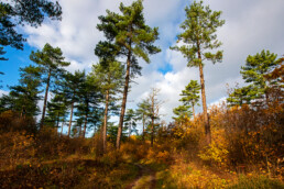 Wandelpad door het naaldbos tijdens herfst in de Schoorlse Duinen bij Bergen aan Zee.