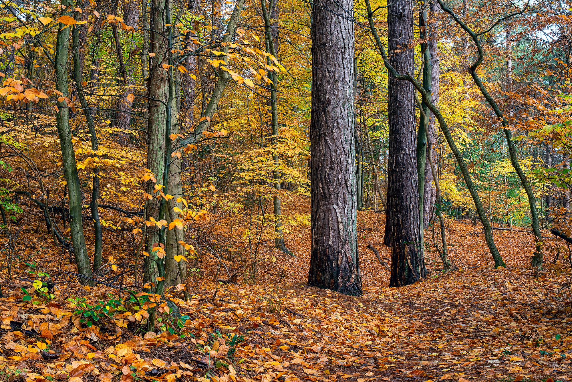 Herfstkleuren en gevallen bladeren in het bos van Landgoed Koningshof bij Overveen.