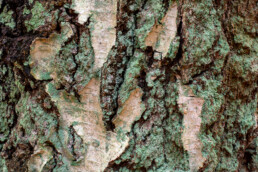 Met korstmossen bedekte boomschors van boomstam ruwe berk (Betula pendula) in het bos van Landgoed Koningshof in Overveen