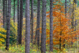 Loofbomen met verkleurd blad tussen de stammen van naaldbomen tijdens herfst in het bos van Landgoed Koningshof bij Overveen.