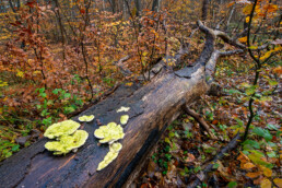 Grote, omgevallen boom bedekt met zwammen tijdens herfst in het bos van Landgoed Koningshof bij Overveen