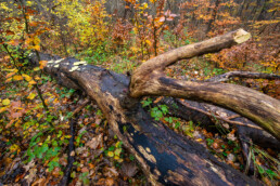 Grote, omgevallen boom bedekt met zwammen tijdens herfst in het bos van Landgoed Koningshof bij Overveen