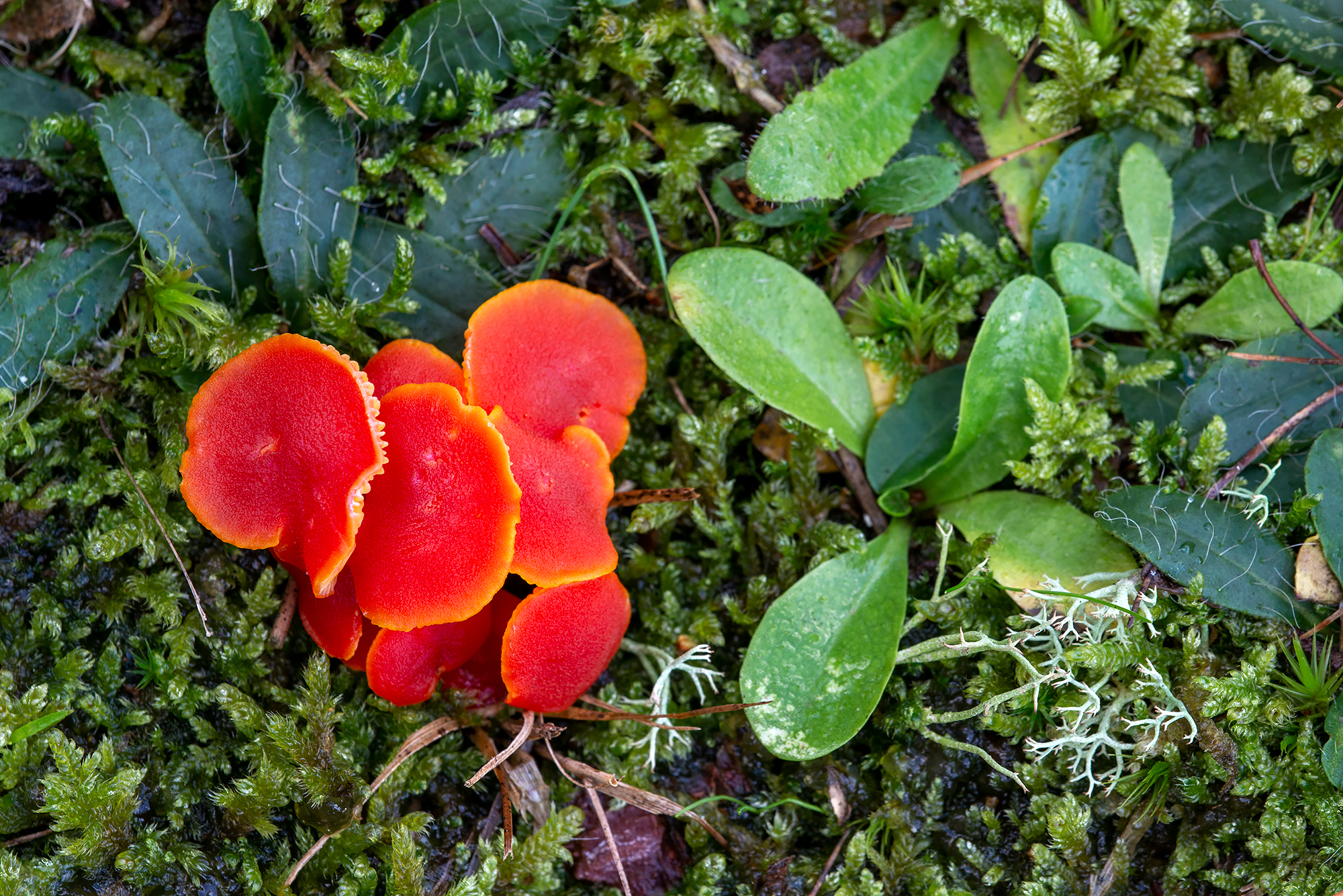 Rode hoedjes van gewoon vuurzwammetje (Hygrocybe miniata) tussen het mos in de duinen van Landgoed Koningshof bij Overveen.
