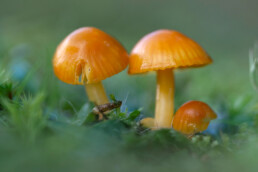 Donkergele hoedjes van Kabouterwasplaat (Hygrocybe insipida) in het duingrasland van Landgoed Koningshof bij Overveen