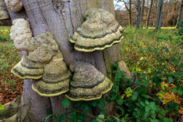 Echte tonderzwammen (Fomes fomentarius) aan de voet van een dode beuk tijdens herfst op het Landgoed Koningshof bij Overeen