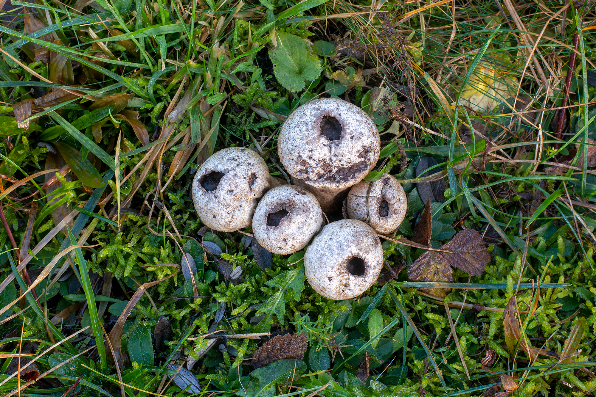 Melige stuifzwammen (Lycoperdon lividum) in het duingrasland tijdens herfst in het Noordhollands Duinreservaat bij Bakkum.