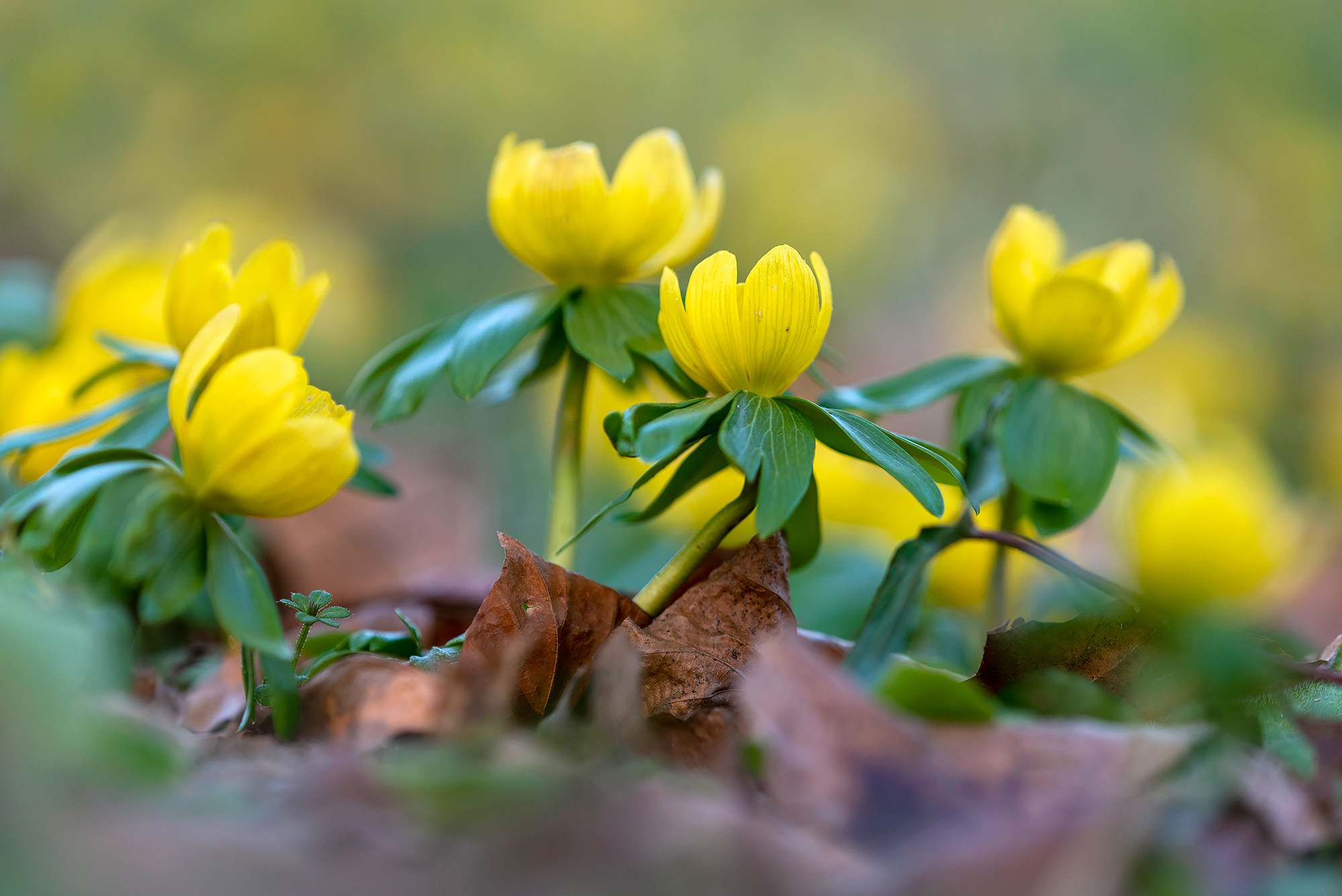 Gele bloemen van bloeiend winterakoniet (Eranthis hyemalis) tijdens voorjaar op Landgoed Marquette in Heemskerk