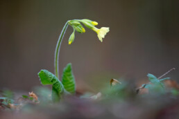 Gele bloem van slanke sleutelbloem (Primula elatior) op de bodem van het bos tijdens lente op Landgoed Koningshof in Overveen