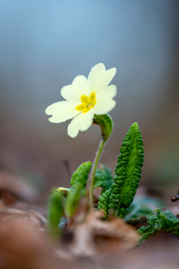 Gele bloem van stengelloze sleutelbloem (Primula vulgaris) op de bodem van het bos tijdens lente op Landgoed Koningshof in Overveen