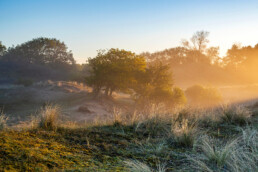 Lagen mist tussen struiken en bomen tijdens zonsopkomst in de Amsterdamse Waterleidingduinen bij Vogelenzang