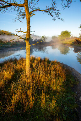 Warm licht van zonsopkomst schijnt over gras en boompje aan de rand van een natte vallei in de Amsterdamse Waterleidingduinen bij Vogelenzang