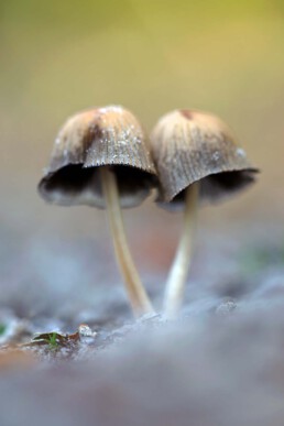 Twee inktzwammen op duinzand in het bos van het Noordhollands Duinreservaat bij Bergen