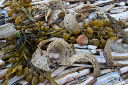 Aangespoelde schelp en eikapsels van tepelhoorn na een storm op het strand van Wijk aan Zee.