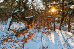 Warm licht van de ochtendzon schijnt door takken over de besneeuwde grond van het bos in het Noordhollands Duinreservaat bij Bergen