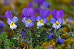 Rijtje paarse bloemen van duinviooltje (Viola tricolor) op de duinhellingen in het Noordhollands Duinreservaat bij Egmond-Binnen.